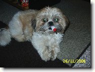 icu, Shih-Tzu