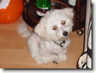 Bichon á poil frisé, Bichon Frise