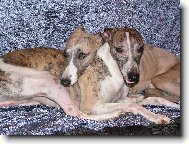 Whippet