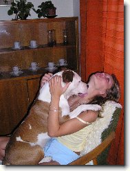 American Staffordshire Terrier