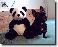 Bouledogue francais, French Bulldog