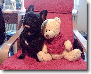 Bouledogue francais, French Bulldog