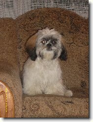 icu, Shih-Tzu