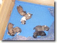 icu, Shih-Tzu