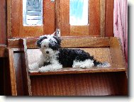 Chinese Crested Dog