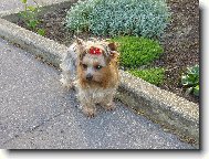 Jorkšírský terier, Yorkshire Terrier,