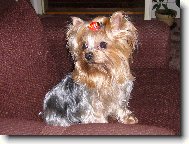 Jorkšírský terier, Yorkshire Terrier,