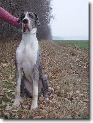 Deutsche Dogge