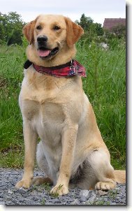 Golden Retriever