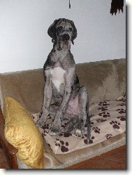 Deutsche Dogge