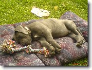 Deutsche Dogge