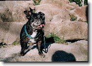 Bouledogue francais, French Bulldog