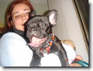 Bouledogue francais, French Bulldog