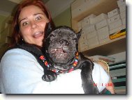 Bouledogue francais, French Bulldog