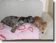 Deutsche Dogge
