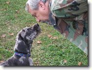 Deutsche Dogge