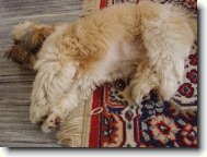 icu, Shih-Tzu