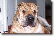 Shar-Pei