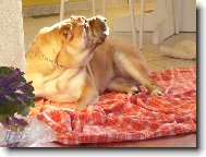 Shar-Pei