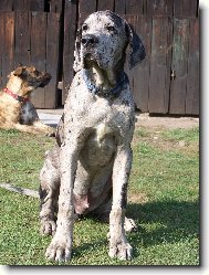 Deutsche Dogge