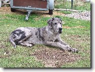 Deutsche Dogge