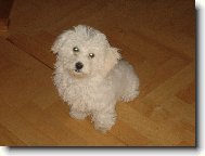 Bichon á poil frisé, Bichon Frise