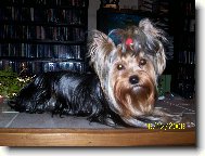 Jorkšírský terier, Yorkshire Terrier,