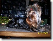 Jorkšírský terier, Yorkshire Terrier,