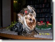 Jorkšírský terier, Yorkshire Terrier,
