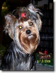 Jorkšírský terier, Yorkshire Terrier,
