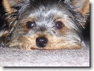 Jorkšírský terier, Yorkshire Terrier,