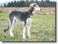 Arabian Hound