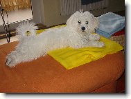 Bichon á poil frisé, Bichon Frise
