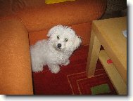 Bichon á poil frisé, Bichon Frise