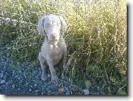Weimaraner, Weimaraner Vorsterhund