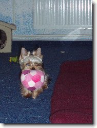 Jorkšírský terier, Yorkshire Terrier,
