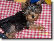 Jorkšírský terier, Yorkshire Terrier,