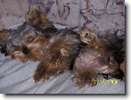 Jorkšírský terier, Yorkshire Terrier,