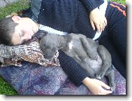 Deutsche Dogge