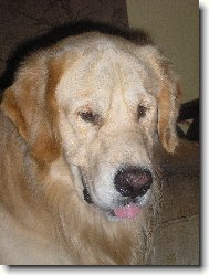 Golden Retriever
