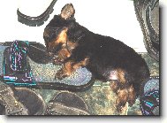 Jorkšírský terier, Yorkshire Terrier,