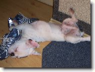 Bouledogue francais, French Bulldog