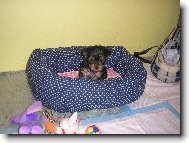Jorkšírský terier, Yorkshire Terrier,