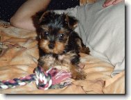 Jorkšírský terier, Yorkshire Terrier,