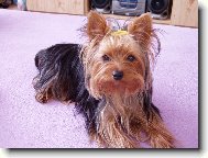 Jorkšírský terier, Yorkshire Terrier,