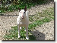 Bull Terrier