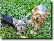 Jorkšírský terier, Yorkshire Terrier,