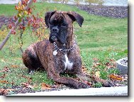 Deutscher Boxer