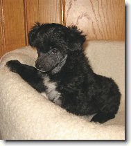 Chinese Crested Dog