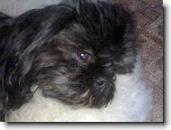 icu, Shih-Tzu